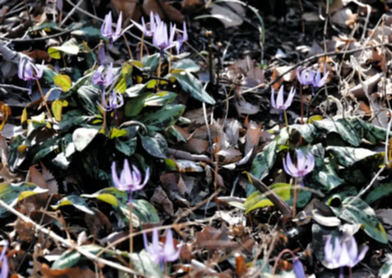群馬・みどり市でカタクリが見頃 岩宿の里で薄紫色の花が咲き誇る