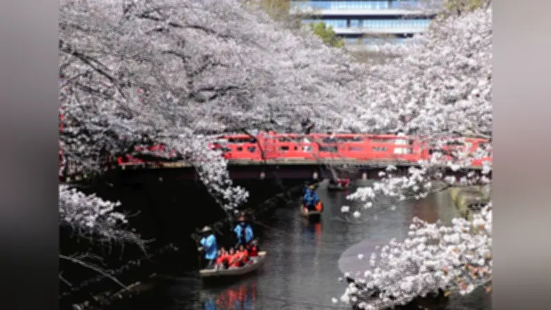 岐阜・大垣市の水門川で春満喫　桜舟下りが観光客を魅了