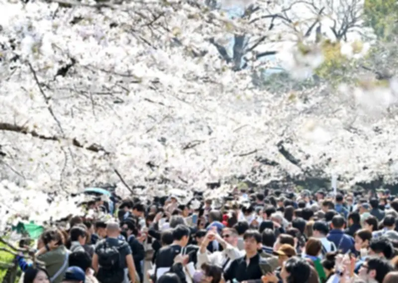 東京都心でソメイヨシノ満開 上野公園に多くの花見客が訪れる