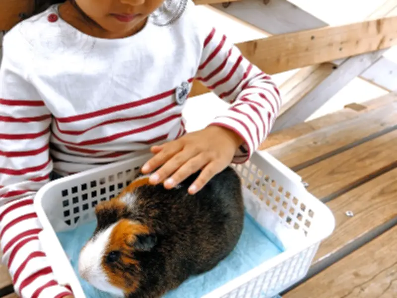 動物園の「触れ合い体験」が消える背景 動物福祉の尊重と教育効果の狭間で