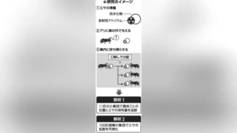 アリのエサ分配を可視化、放射性ナトリウムで「助け合い」の仕組み解明