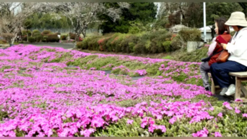 宮崎市でシバザクラまつり開催 鮮やかなピンク色の絨毯が広がる春の風物詩