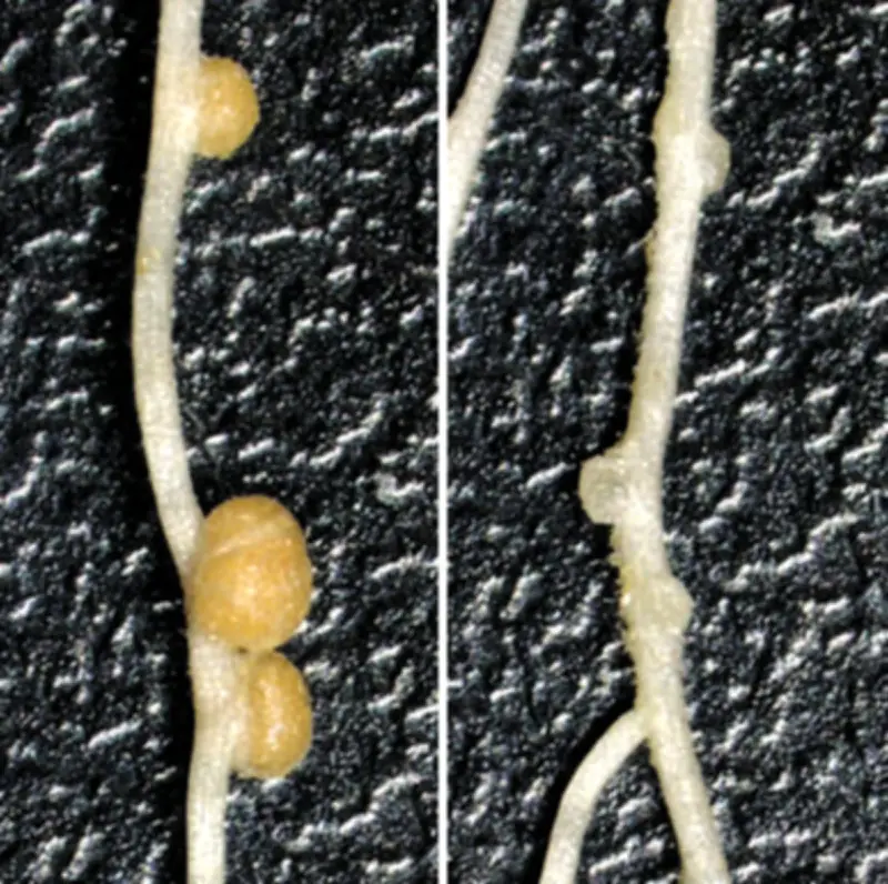 根粒共生の遺伝子メカニズム解明 窒素肥料不要の持続可能農業へ道筋