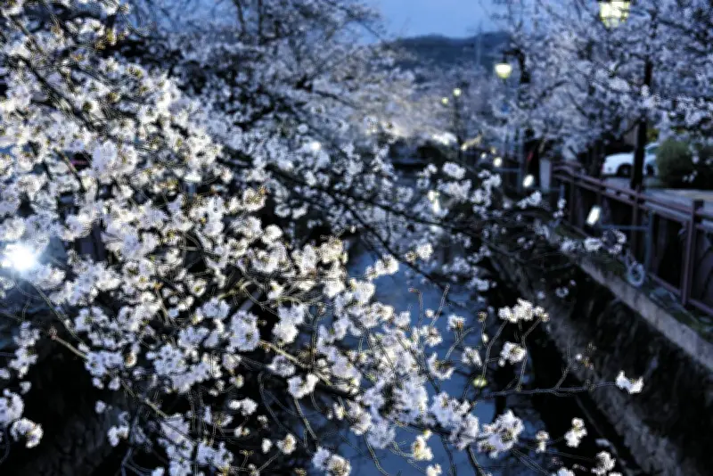 群馬県太田市の八瀬川桜並木、幻想的なライトアップで春の風情を演出