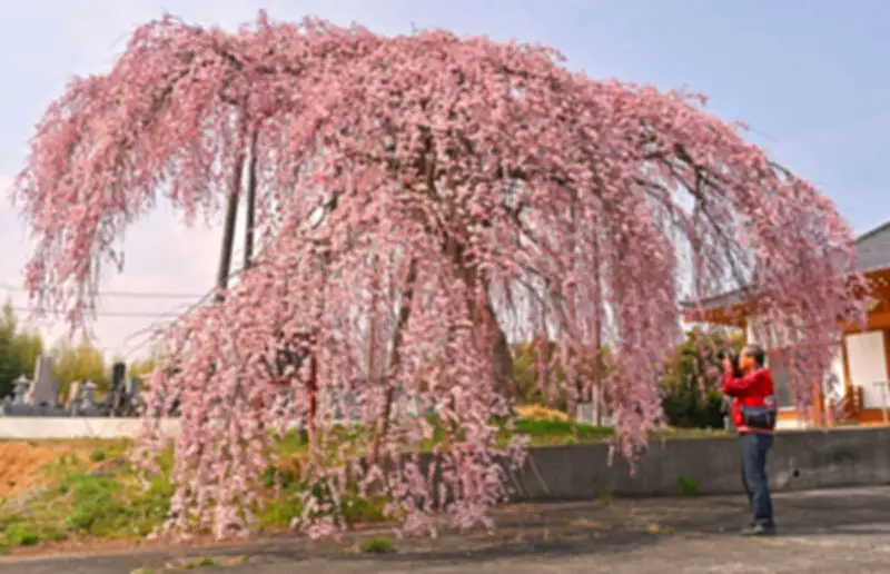 福島県の新たな観光戦略、地域活性化へ向けた具体的な取り組みを発表