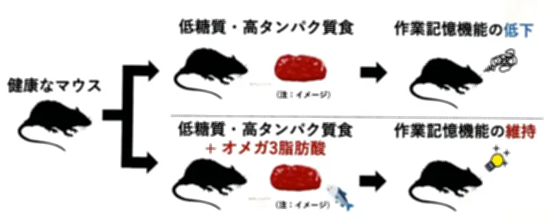 低糖質・高タンパク質食で記憶力低下のリスク 群馬大がDHAで抑制効果を確認