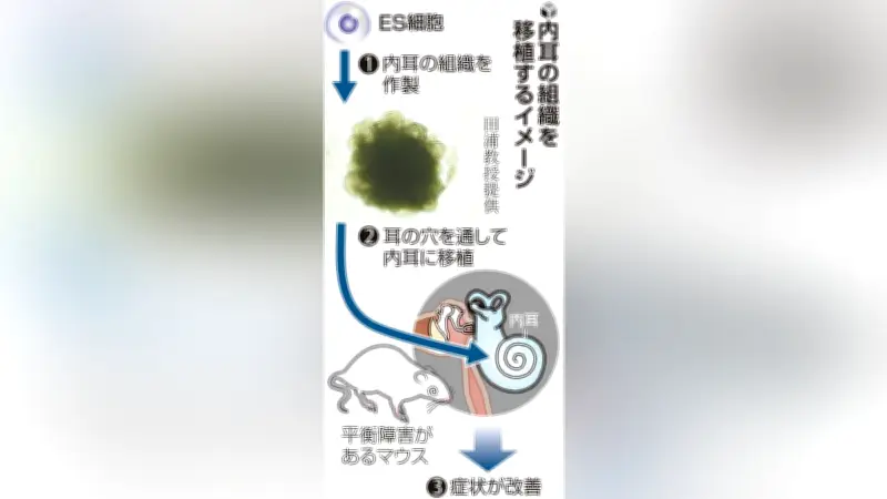 ES細胞から作った内耳組織の移植で平衡障害が改善、京都大などマウス実験で確認