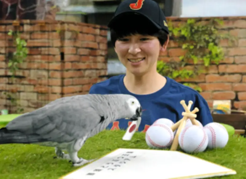 那須どうぶつ王国のヨウムがWBC1次リーグを占う 日本は3勝1敗で突破と予想