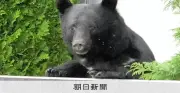 岩手県、10年ぶり3月にクマ注意報発令 2月には駆除隊員が襲われ重傷