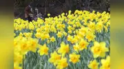 兵庫・淡路市「水仙の丘」で黄色いラッパスイセンが見頃 約10万本が4000平方メートルを彩る