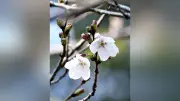 福岡市で桜が開花、昨年より1日早く平年より2日遅い…満開は1週間から10日後に