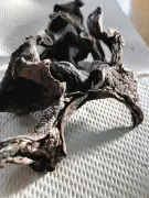 茨城の野生キノコから基準値超えセシウム 原発事故15年経ても汚染継続 NPOが警鐘