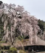 埼玉・日高の高麗神社で樹齢400年のしだれ桜が満開、29日にライトアップ夜桜会開催