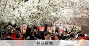 大阪・造幣局「桜の通り抜け」4月9日から開催、事前申し込みは3月18日開始