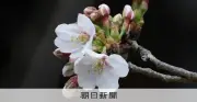 東京の桜が開花宣言 昨年・平年より5日早く 満開も1週間以内の可能性