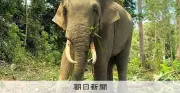 天王寺動物園、8年ぶりにゾウ復活 マレーシアからアジアゾウ3頭を迎え入れ4月公開へ