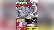 大阪でアライグマ被害が過去最悪、農業被害額8400万円超えに拡大