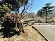東京都立公園で倒木事故85件発生、3件で負傷者も 都議会で報告