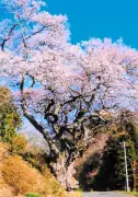 福島県内の桜番付が完成、「桃前のサクラ」が新入幕で話題に