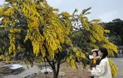 国際女性デーの象徴・ミモザが満開 栃木・佐野市のみかも山公園で春の訪れ