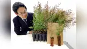 岐阜県森林研究所、ヒノキ苗の生育能力を最大限に引き出すコンテナ栽培改良に成功