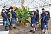 ふたば未来学園の生徒が広野町産バナナで新スイーツ開発、地域復興の担い手育つ