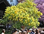 国際女性デーのシンボル、ミモザが蔵前神社で見頃を迎える