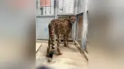 広島の動物園に雌チーター・ルーシーが仲間入り、繁殖目指す ゾウに続く成功なるか