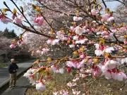 福島県の新たな観光ルート「ふくしま浜街道」が開通、復興のシンボルとして期待