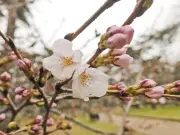 大宮公園で桜開花宣言 ソメイヨシノが春の訪れ告げる