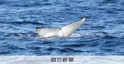 南極のオキアミが温室効果ガス吸収の鍵 クジラの生態系も支える小さな巨人