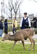 大阪の公園にシカ現る 若い雄が悠々と草食む 奈良からの放浪か