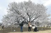 栃木県下野市で淡墨桜が見頃、天平の花まつり前半の主役に