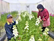 富岡町の花卉農家、渡辺夫妻がストックの出荷最盛期 復興への彩りを添える