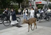 大阪市で捕獲されたシカ、能勢温泉へ移送 飼育実績ある施設で保護