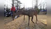 奈良公園からの迷いシカ、大阪のキャンプ場に新天地 一般公開へ期待
