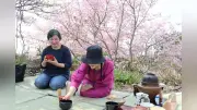 長崎県東彼杵町で「お花見野点茶会」開催 地域おこし協力隊が桜と抹茶の融合企画