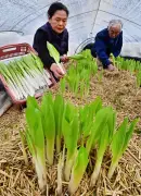 福島県の新たな観光戦略、デジタル技術を活用した地域活性化プロジェクト始動