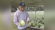 宮崎県高鍋町で有機JAS認証キャベツが初収穫、中学校給食に提供され生徒から好評