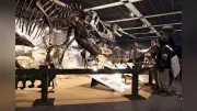 「最強の恐竜」ティラノサウルスの生態に迫る　新潟県立自然科学館でT-REX展開催