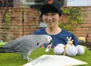 那須どうぶつ王国のヨウムがWBC1次リーグを占う 日本は3勝1敗で突破と予想