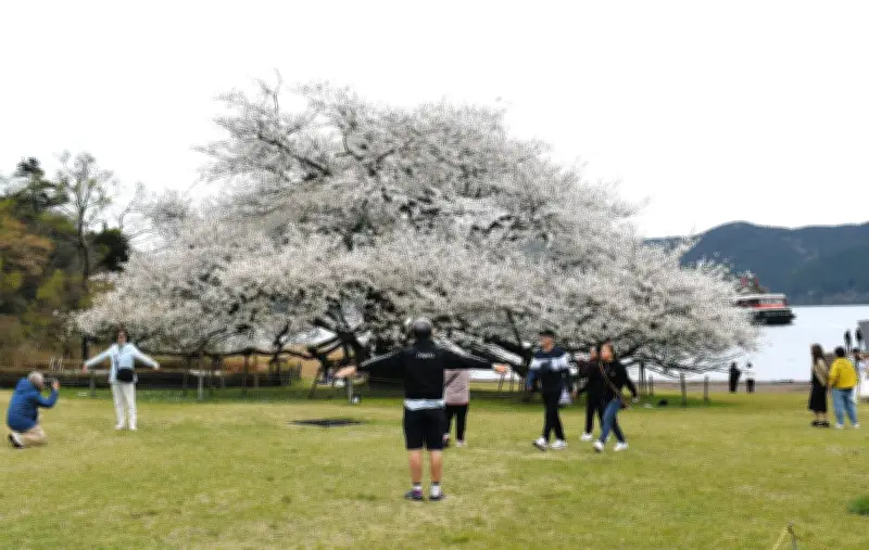 樹齢110年のオオシマザクラが満開 箱根園で温暖化影響で開花1週間早まる