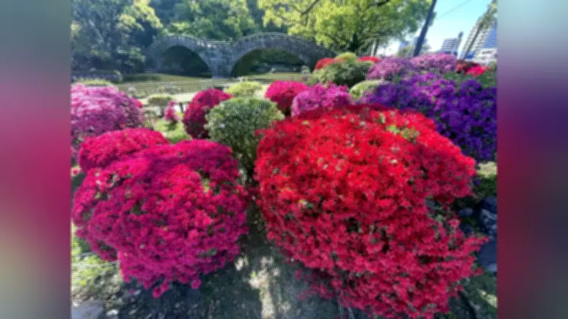 諫早つつじ祭りが11～12日に開催、3000本のツツジが色鮮やかに咲き誇る