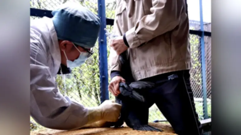 長良川鵜飼開幕前に鵜122羽が健診　岐阜で予防注射と血液検査を実施