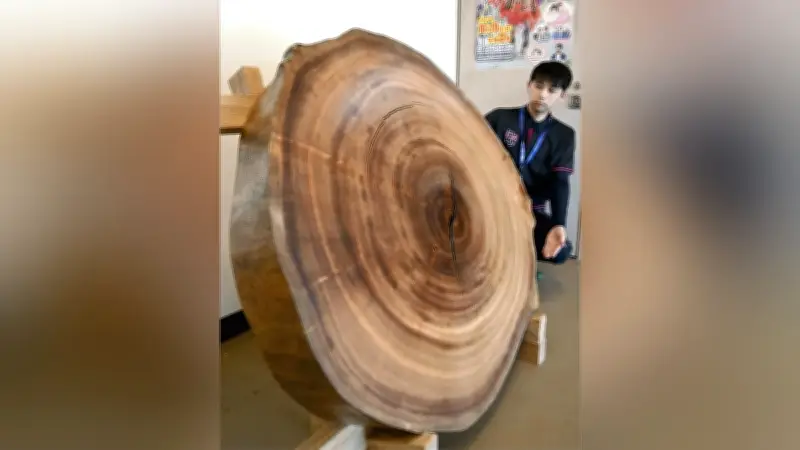 台風で折れた樹齢1300年超の巨樹「塚崎のクス」の枝が新たな命に ついたてと伝統遊びの棒に再生