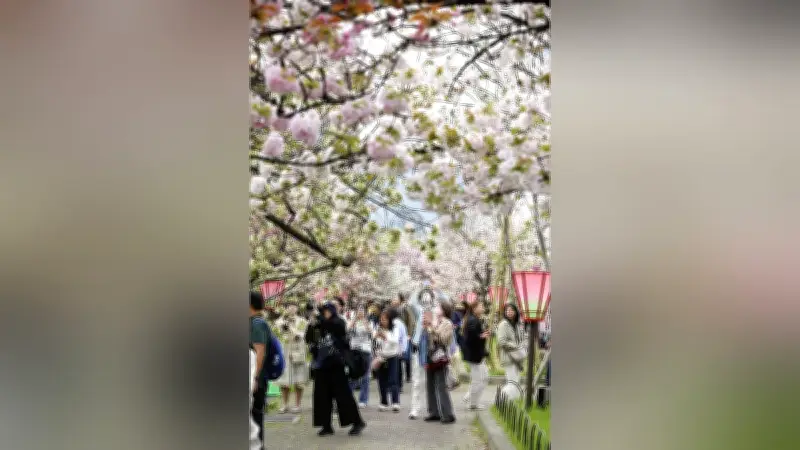 大阪・造幣局で「桜の通り抜け」開幕、140品種331本の桜並木が春の風物詩に