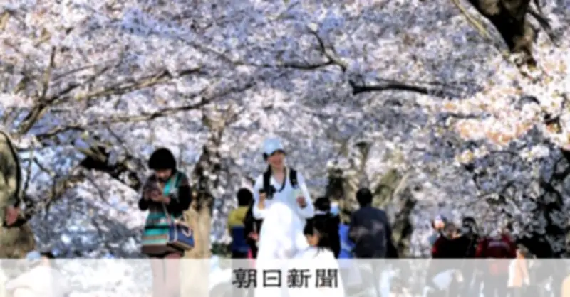 京都・背割堤でソメイヨシノ満開、1.4キロに220本の桜並木が春の訪れを告げる