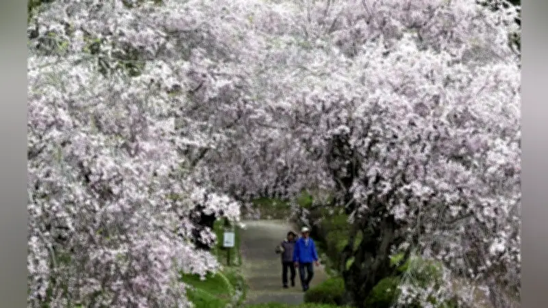 石岡・常陸風土記の丘でシダレザクラが見頃 水際公園で約150本が池を彩る