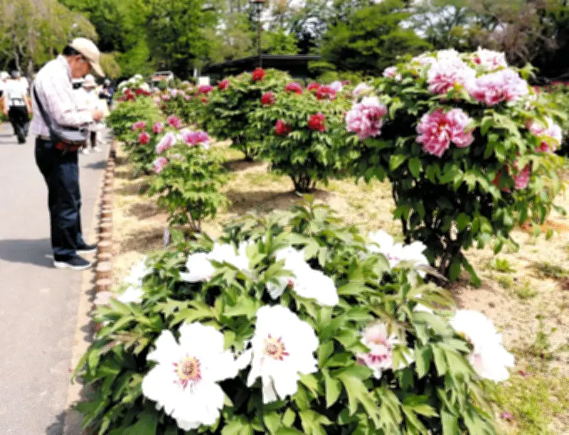 東松山ぼたん園で150種・5千株が咲き誇る 色彩の競演がゴールデンウイークを彩る