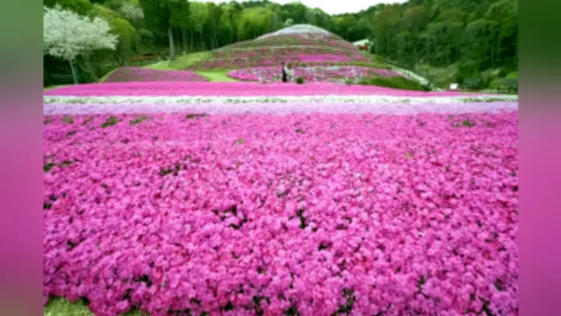 トランプ氏、イランでの米兵救出作戦で155機投入 捜索かく乱工作も実施